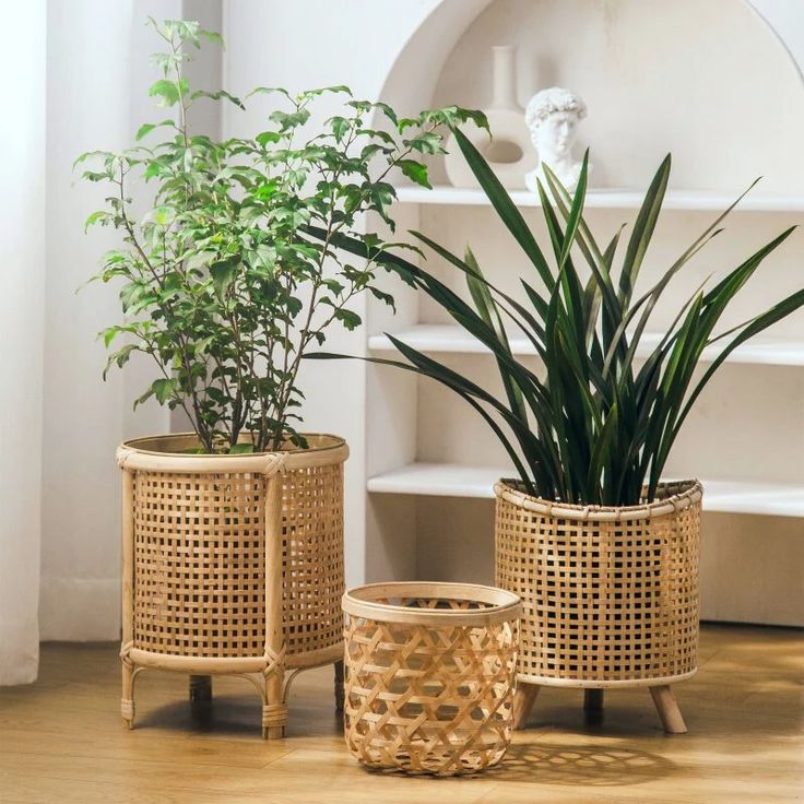 Luxurious Planters